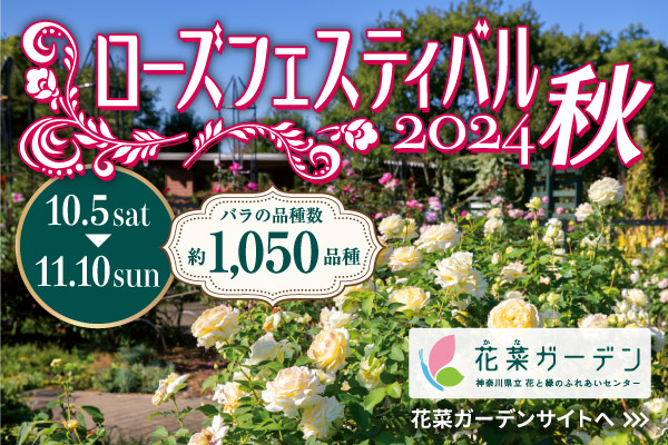 ローズフェスティバル2024秋。湘南ひらつか花菜ガーデンで11月10日日曜日まで開催。花菜ガーデンサイトへリンクします。