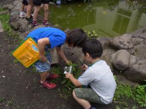 実際に学校の中庭で生きものを観察してみよう