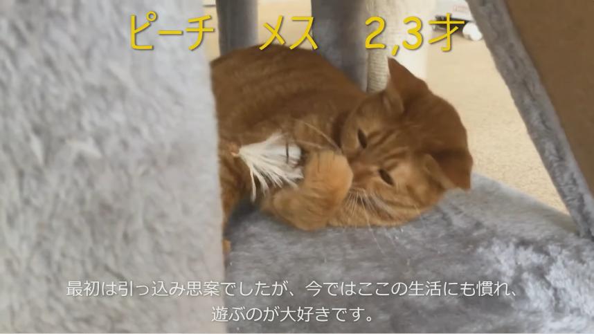 猫の写真です