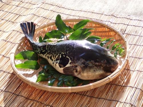 天然・釣物　相模のとらふぐ