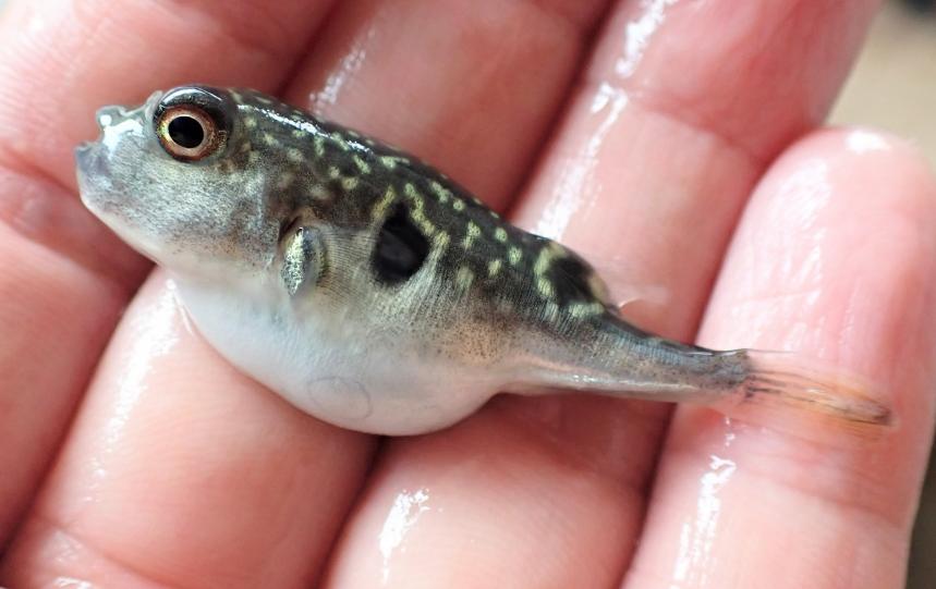 放流可能サイズ（全長4cm）まで育ったとらふぐ稚魚