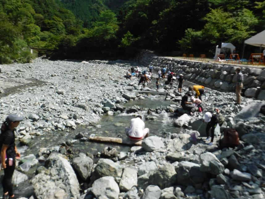 水生生物観察