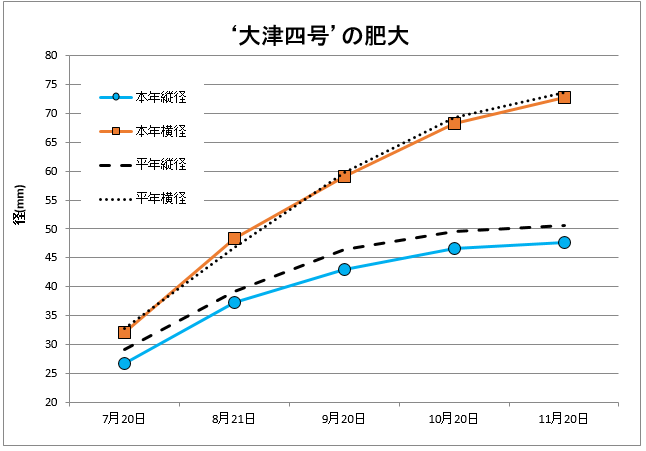 大津四号肥大