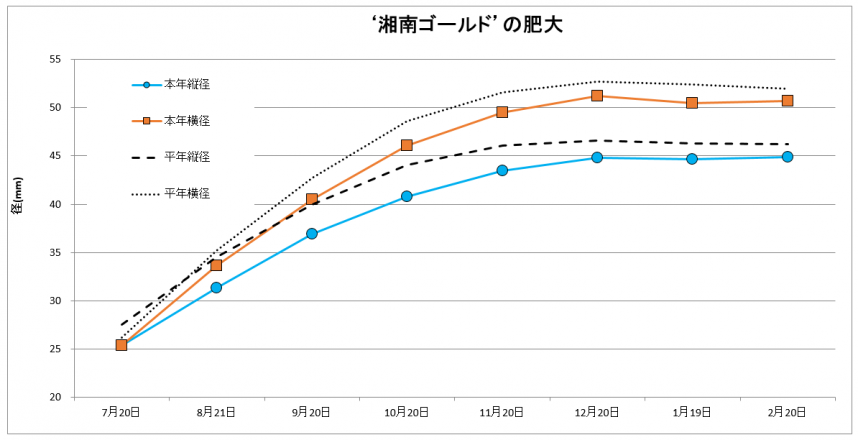 湘南ゴールド肥大