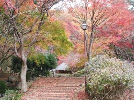 七沢森林公園