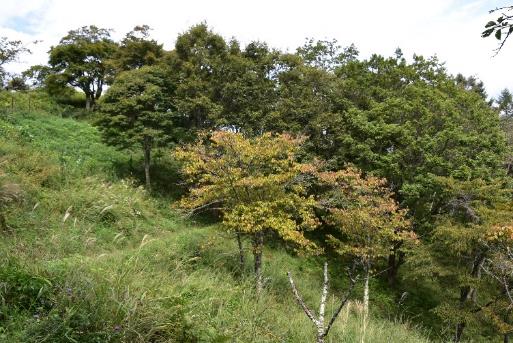 9月25日陣馬山山頂色づき始め