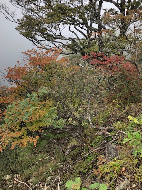 9月29日檜洞丸から熊笹ノ峰の間