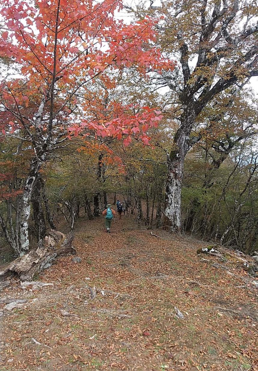 10月21日ブナ沢ノ頭周辺紅葉