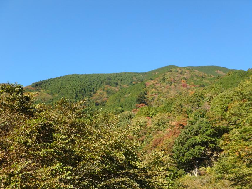 231101神ノ川園地周辺