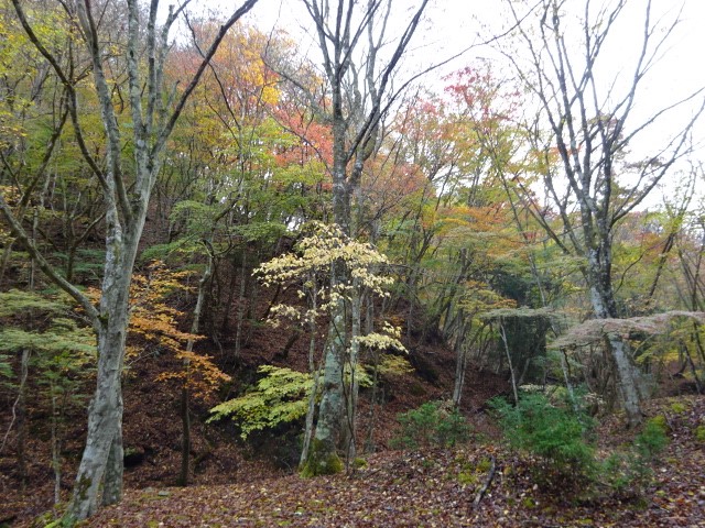 231109菰釣山　城ヶ尾峠周辺