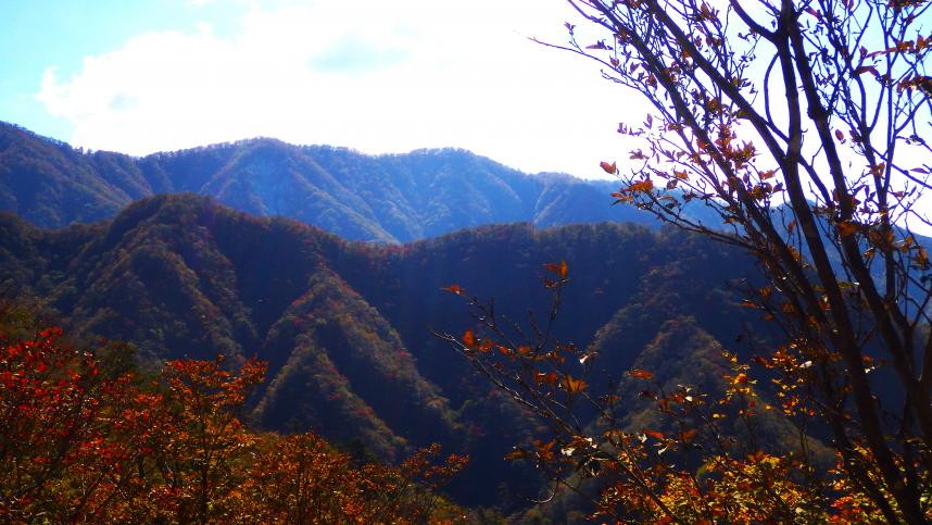 10月26日犬越路から檜洞丸方面の紅葉