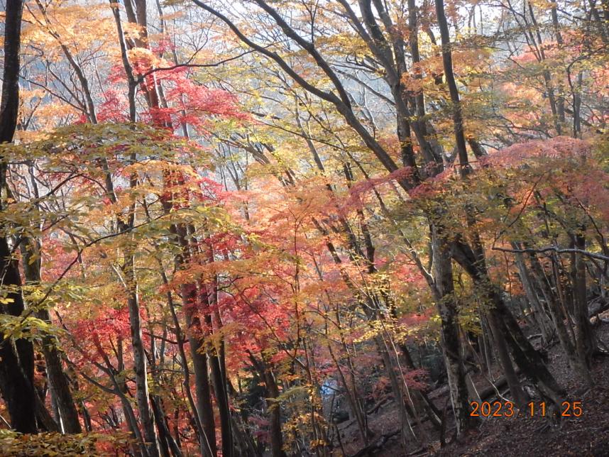 11月25日檜洞丸ゴーラ沢から登山口の間