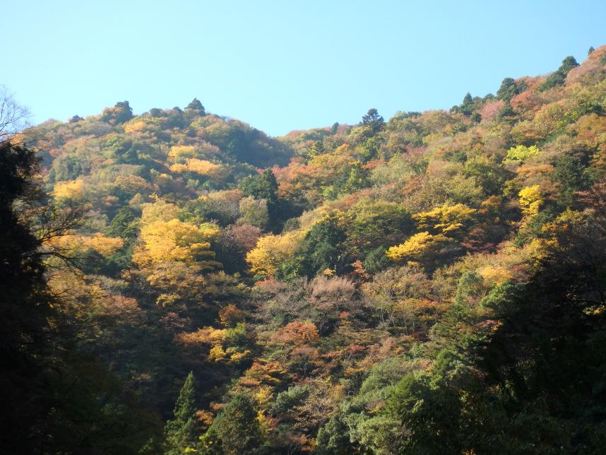 231104丹沢山　塩水林道塩水橋周辺