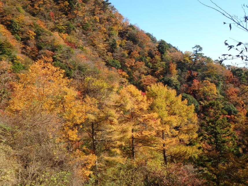 231122大山三峰山標高約750メートル