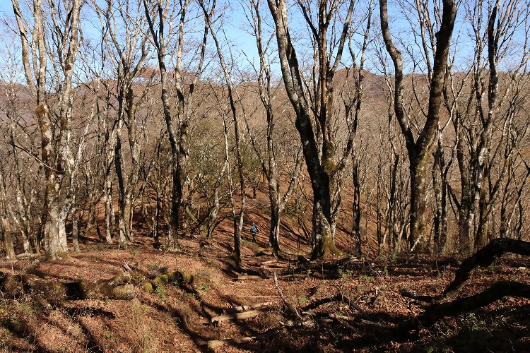 11月14日鍋割山山頂