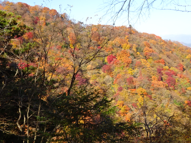 11月24日辺室山から物見峠の間