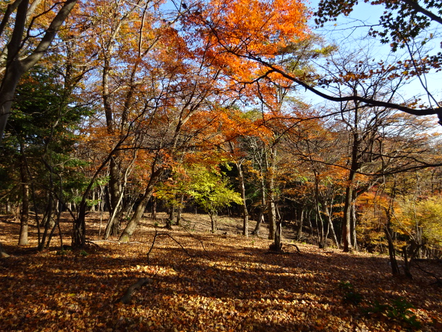 11月24日辺室山山頂