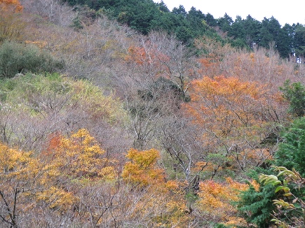 11月25日岳ノ台標高約800メートル