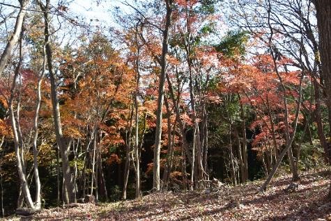 1208陣馬山イタドリ沢ノ頭周辺