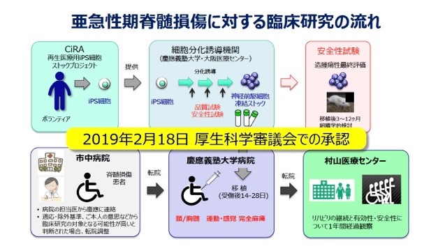 亜急性期脊髄損傷に対する臨床研究の流れ