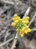 2月10日ヤビツ峠周辺ミツマタ