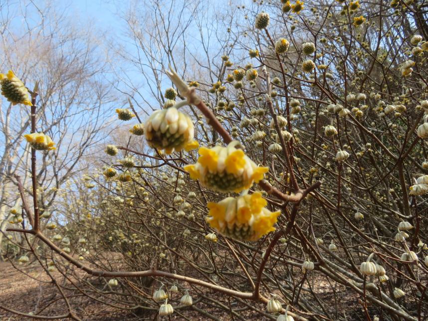 3月15日西丹沢ビジターセンター