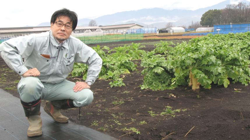 県育成ダイコンの圃場