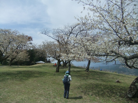 0413大野山山頂のサクラ