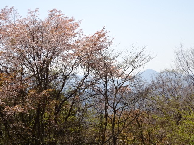 0414小仏城山山頂周辺のサクラ