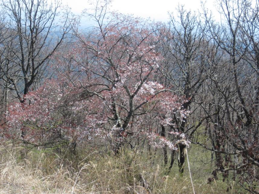 陣馬山山頂周辺のサクラ