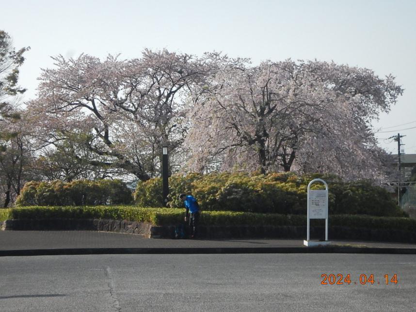 0414大倉バス停周辺のサクラ