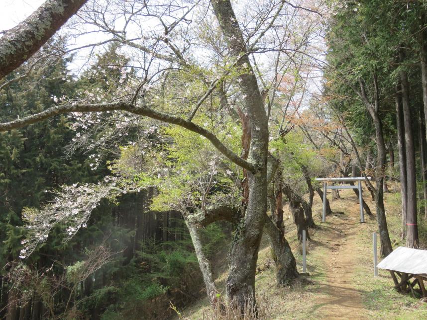 三国山軍刀利神社周辺のサクラ