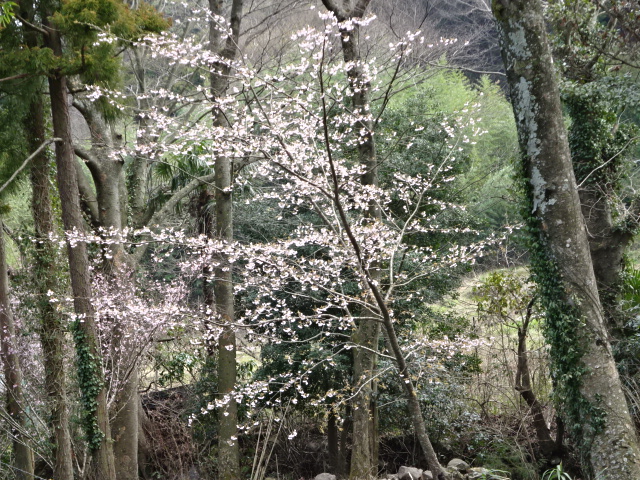 3月17日日向薬師周辺