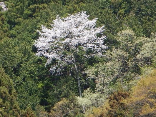 0419陣馬山奈良子尾根林道交点周辺のサクラ