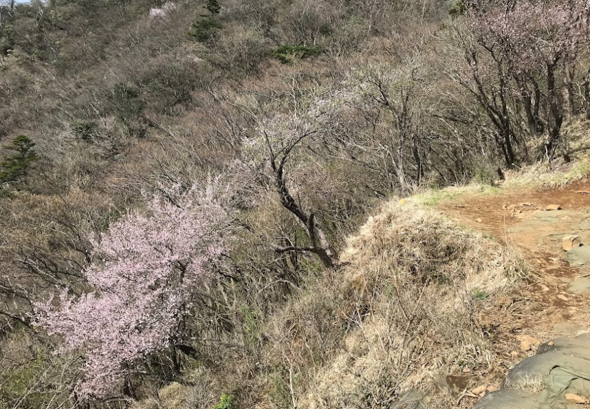 0420大山のサクラ