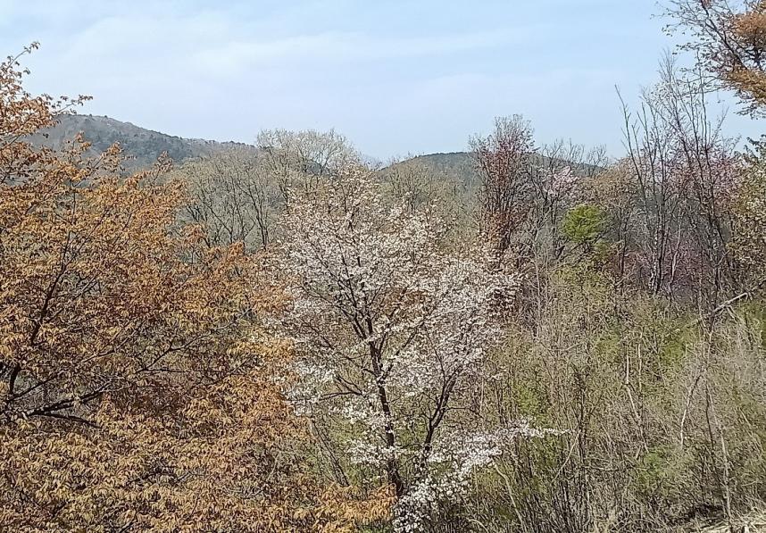 0420陣馬山山頂のサクラ