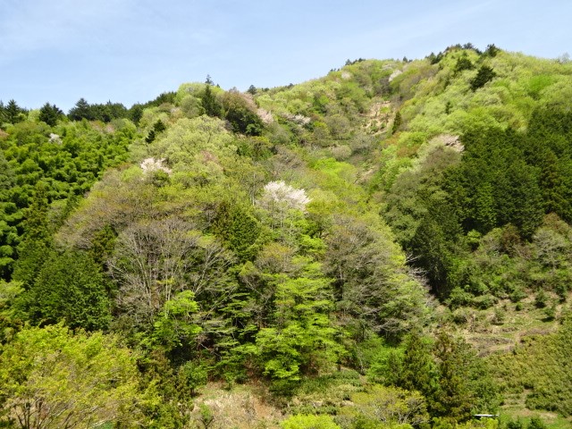 0420陣馬山登山口周辺のサクラ