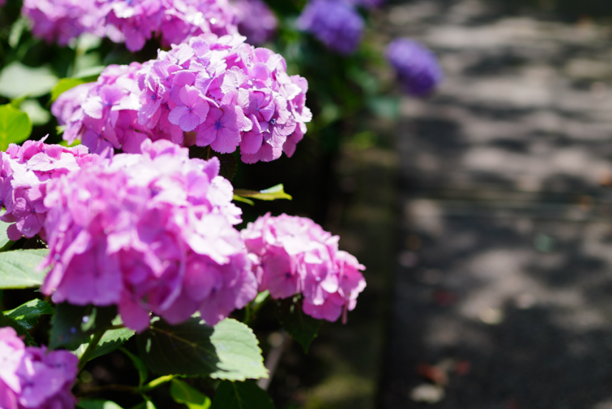 通路に面した紫陽花