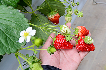 手の上のいちご