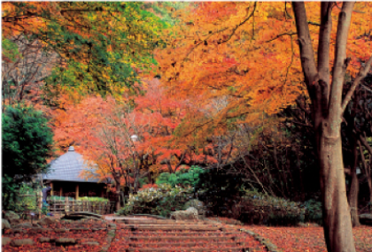 Kanagawa Prefectural Nanasawa Forest Park