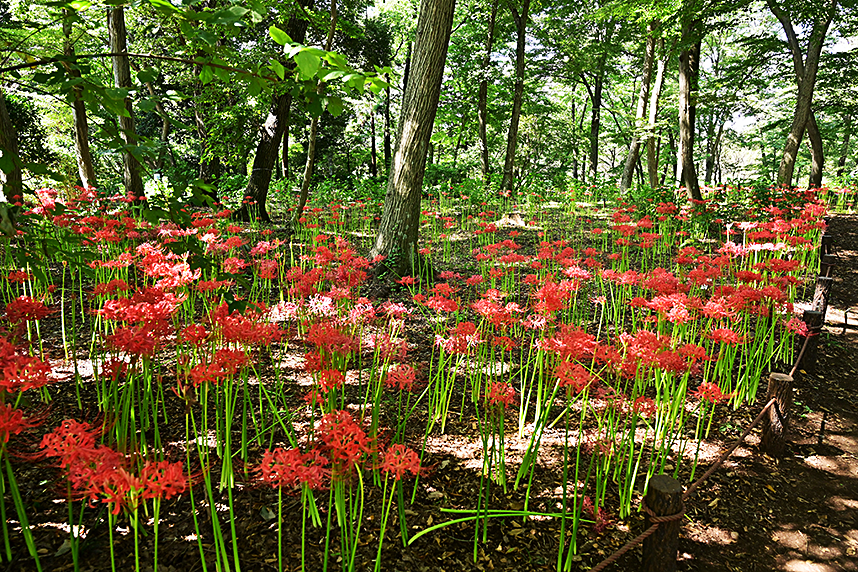 相模原北公園のヒガンバナ
