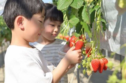 いちご狩り（厚木）