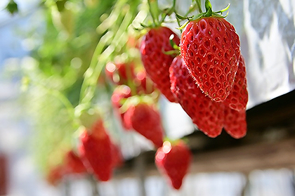 厚木市内のいちご狩り