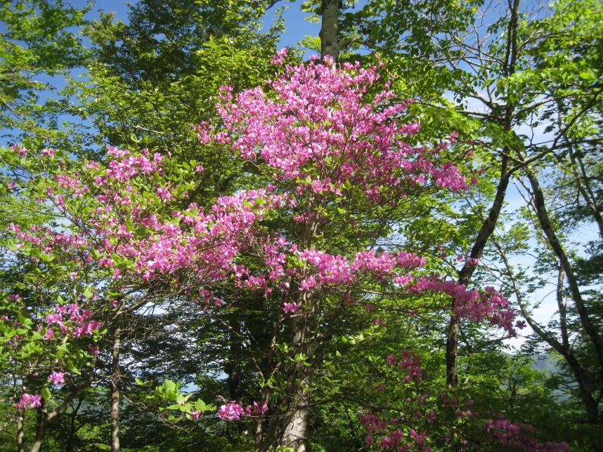 5月14日菰釣避難小屋周辺トウゴクミツバツツジ