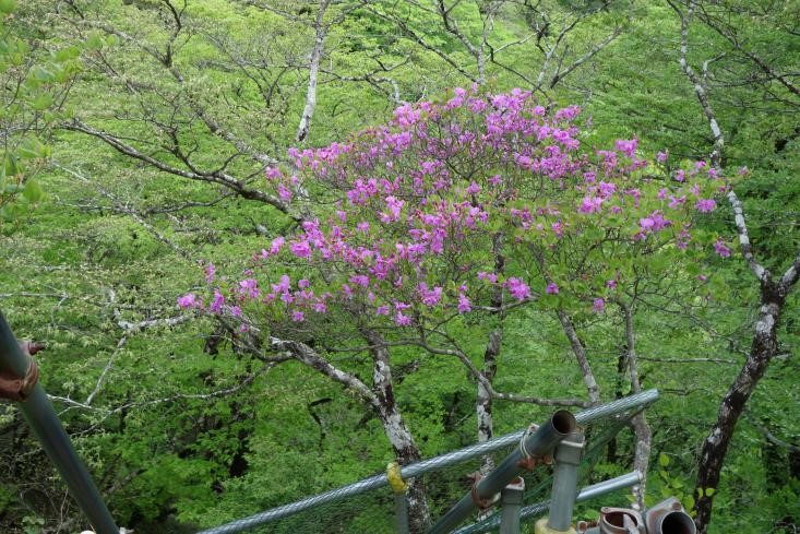 5月22日大倉尾根のトウゴクミツバツツジ