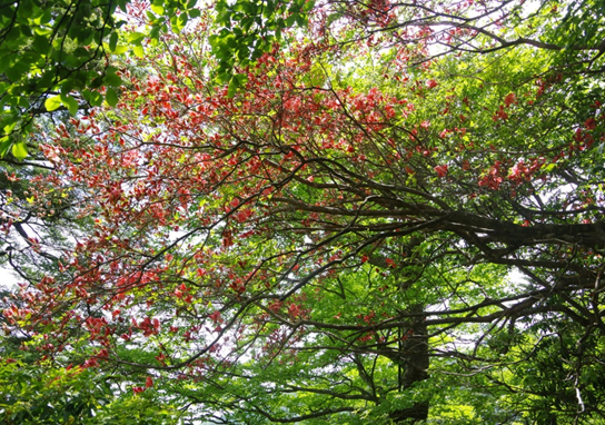 丹沢山天王寺尾根標高約1200メートル