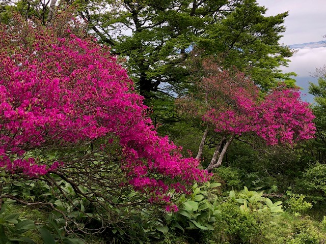 檜洞丸山頂周辺のトウゴクミツバツツジ