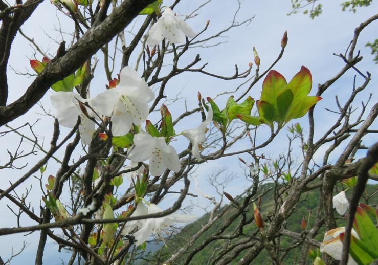 丹沢山周辺のシロヤシオ