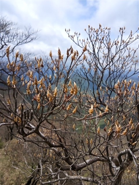 0502檜洞丸山頂周辺のシロヤシオはつぼみ