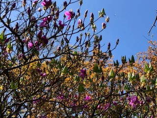 0503大山山頂周辺のツツジはつぼみ